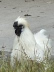 image012