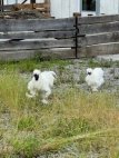 image013