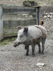 image025